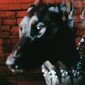 Mutt-Leon-Thomas.webp